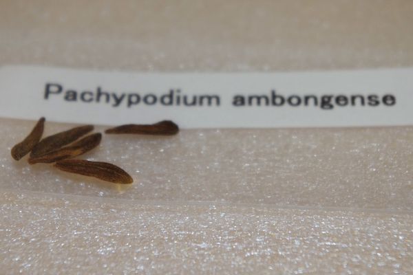 Pachypodium ambongensepakipotium Anne bongense семена 10 шарик 