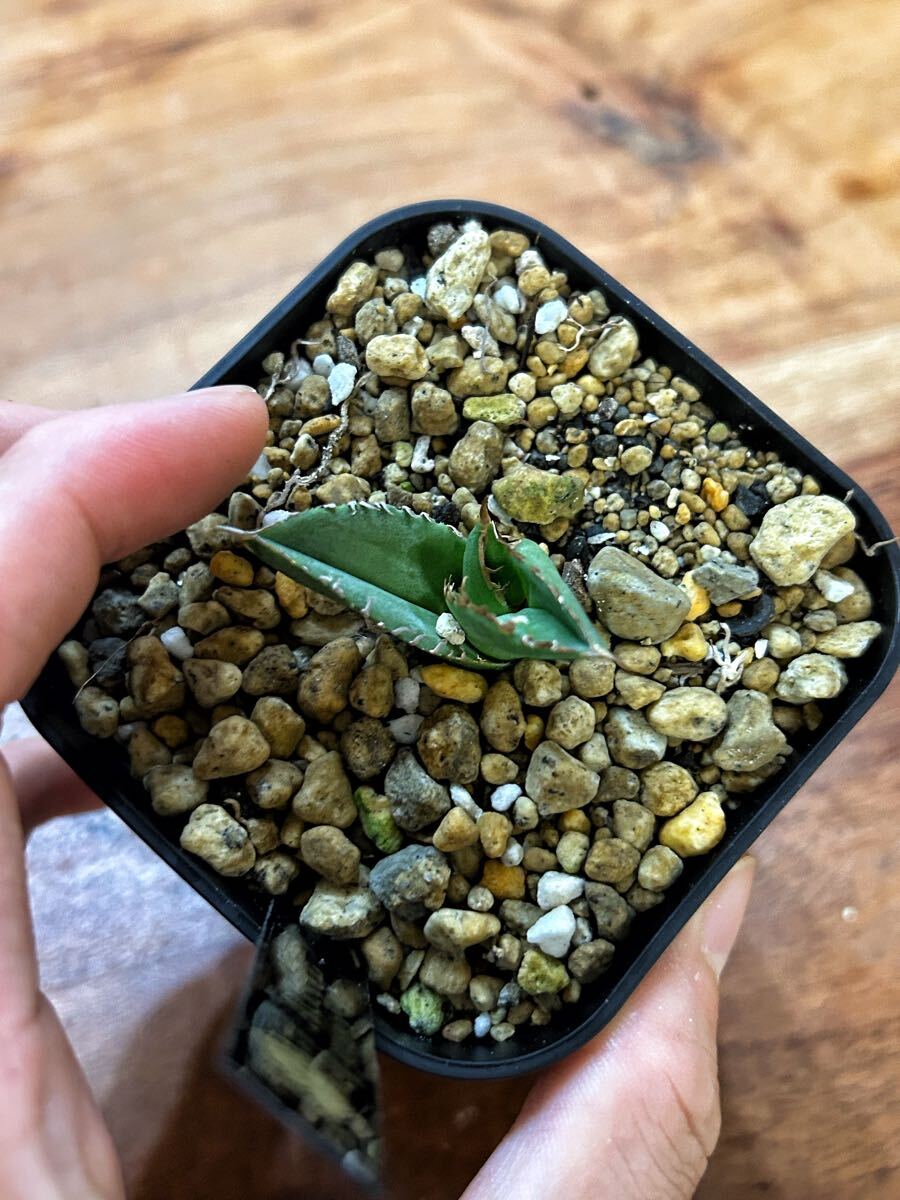 アガベ 麻花 ブツブツ裏棘表棘オテロイ 子株 #麻花龍 冰雹 Agave アガベ 麻花 ブツブツ裏棘表棘オテロイ 子株 #麻花龍 冰雹 Agave