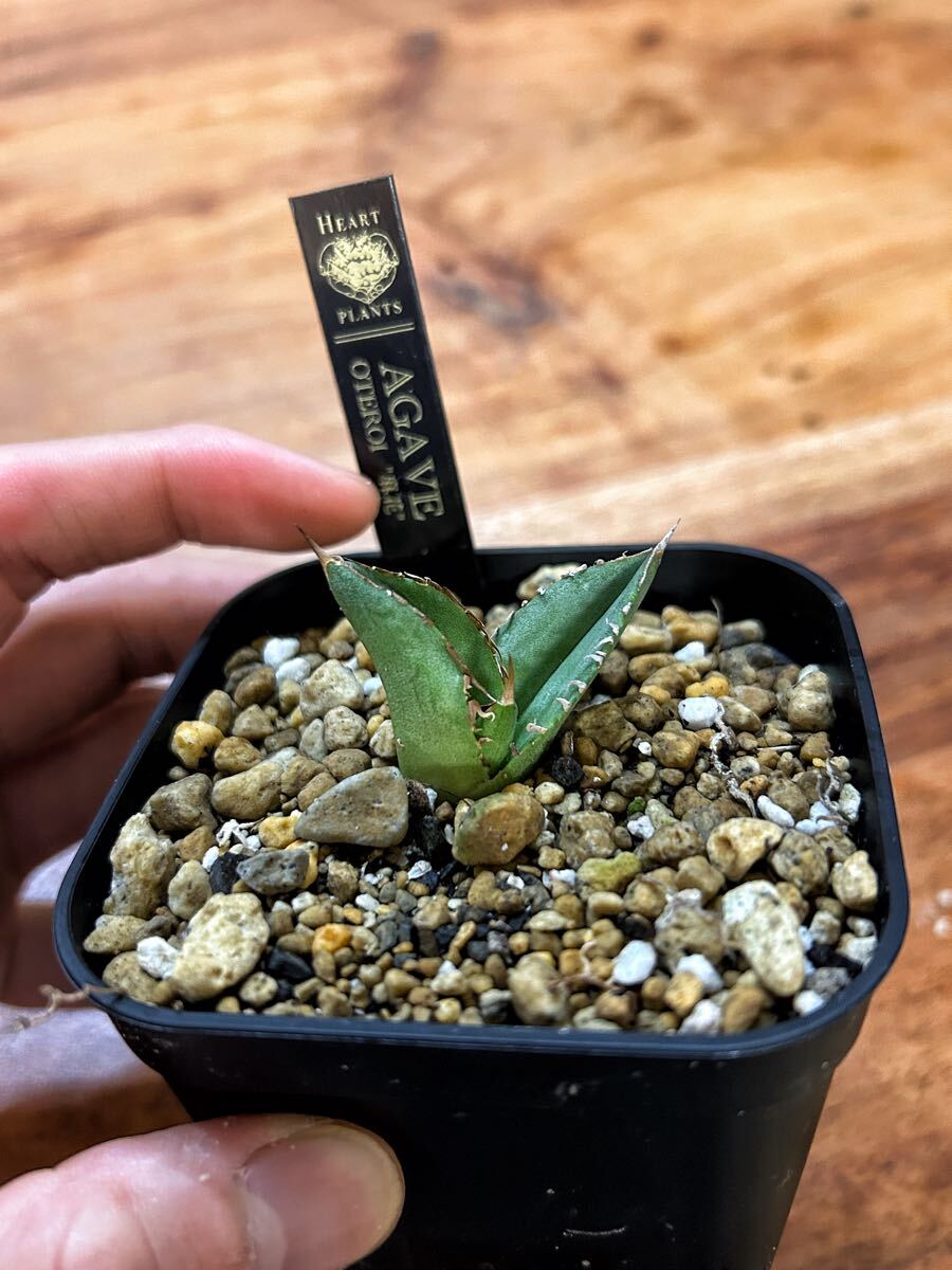 アガベ 麻花 ブツブツ裏棘表棘オテロイ 子株 #麻花龍 冰雹 Agave アガベ 麻花 ブツブツ裏棘表棘オテロイ 子株 #麻花龍 冰雹 Agave