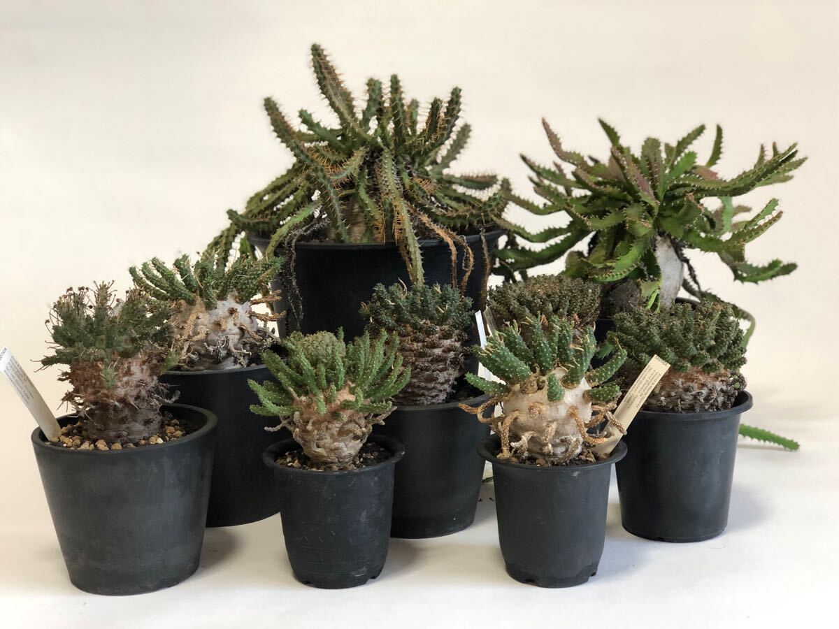 Yahoo!オークション - 超貴重 Euphorbia fusca ユーフォルビア Yahoo!オークション - 超貴重 Euphorbia fusca ユーフォルビア