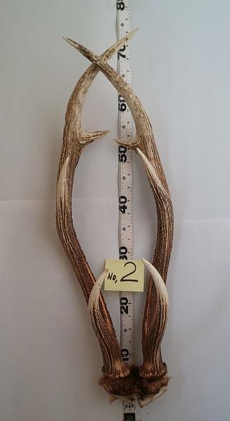 天然素材 北海道のペアの鹿の角（商品番号2） 左右対形状 装飾品 鹿角 ディアーホーン