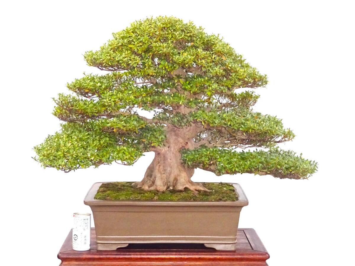 Yahoo!オークション - 鹿沼のさつき屋さん 【華厳】 太幹盆栽 Yahoo!オークション - 鹿沼のさつき屋さん 【華厳】 太幹盆栽