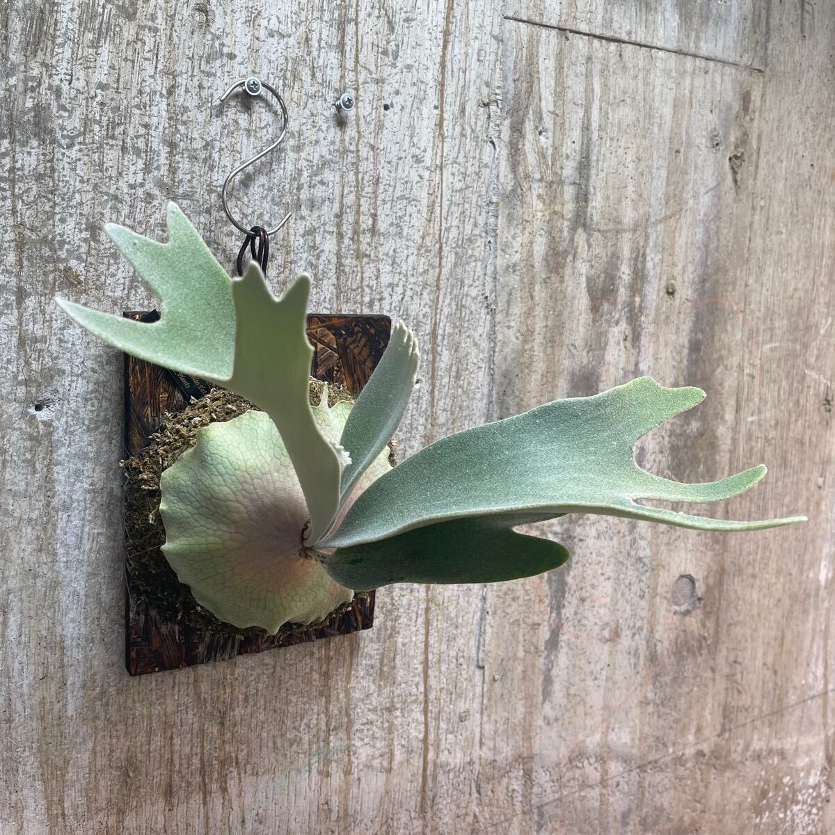 P. Willinckii Celso Tatsuta 【kk】ウィリンキー セルソ タツタ P. Willinckii Celso Tatsuta 【kk】ウィリンキー セルソ タツタ