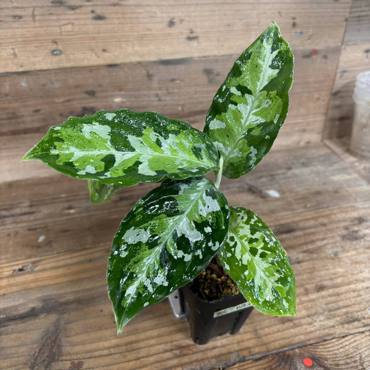 ３色 しその葉 Aglaonema pictum ワイルド アグラオネマ ピクタム　南スマトラ パレンバン産
