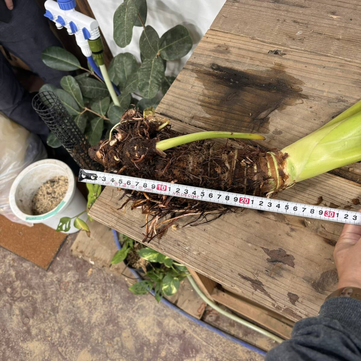 アロカシア ジャイアント タロー アロカシア ジャイアント タロー その他観葉植物