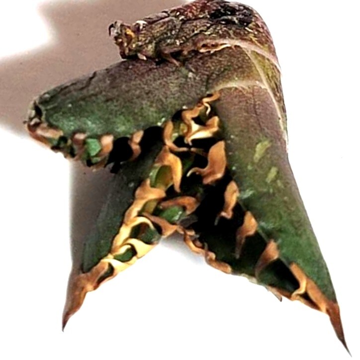 アガベ　チタノタ　シーザーNo.4 　カマのように鋭く細(xì)かい鋸歯と鋭い強(qiáng)棘が特徴！　Agave Titanota Caesar　　
