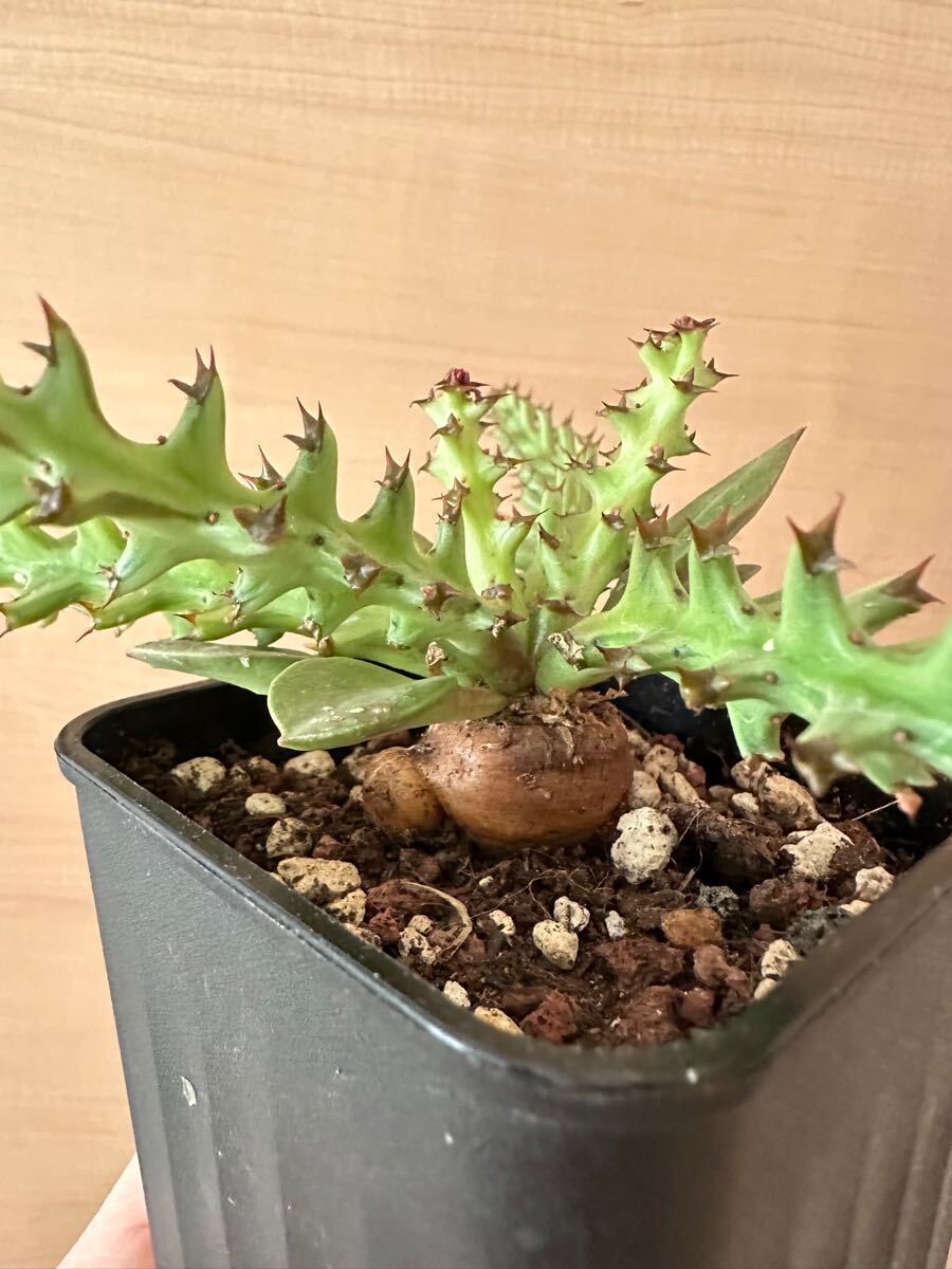 塊根植物・コーデックスの育て方・おすすめの種類