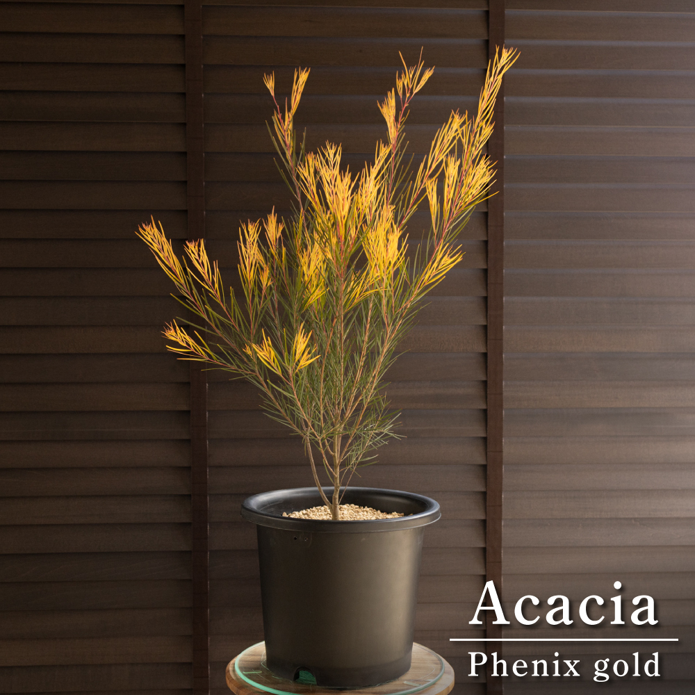 ユッカ ブレビフォリア ツイステッド ブルー 種子 100粒+α Yucca ユッカ ブレビフォリア ツイステッド ブルー 種子 100粒+α Yucca