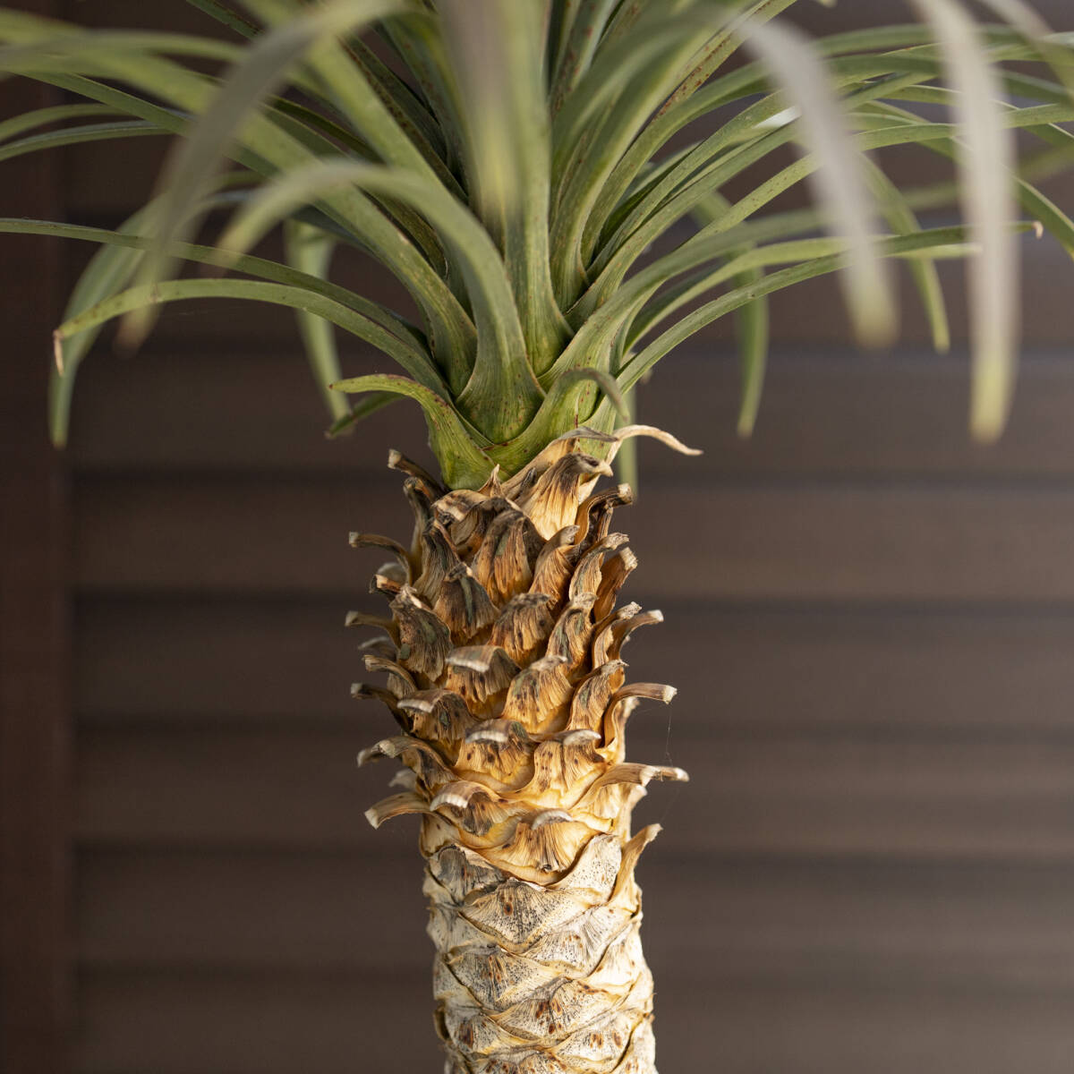 ユッカ デスメティアーナ 7号 Yucca Desmetiana ヤシ 幹立ち 1231BR ユッカ デスメティアーナ 7号 Yucca Desmetiana ヤシ 幹立ち 1231BR