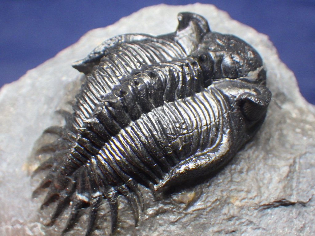 巣穴モロッコ、ベスト品 Neltneria 三葉虫化石0726|科学、自然 巣穴モロッコ、ベスト品 Neltneria 三葉虫化石0726|科学、自然