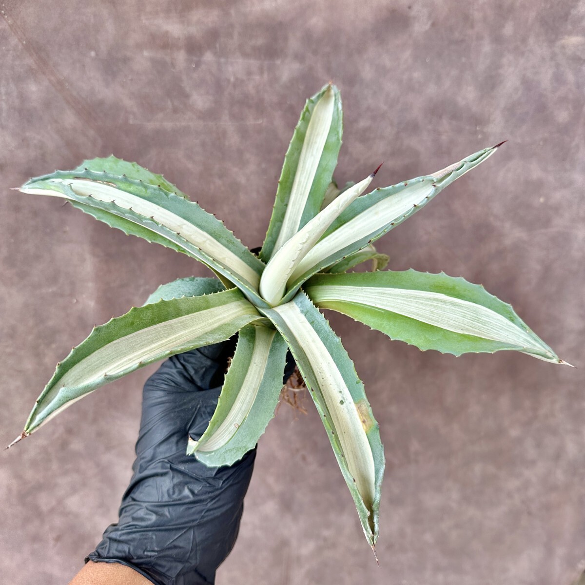 Lj_plants A637 激レア高級品種 アガベ多肉植物アメリカーナ華厳 Lj_plants A637 激レア高級品種 アガベ多肉植物アメリカーナ華厳