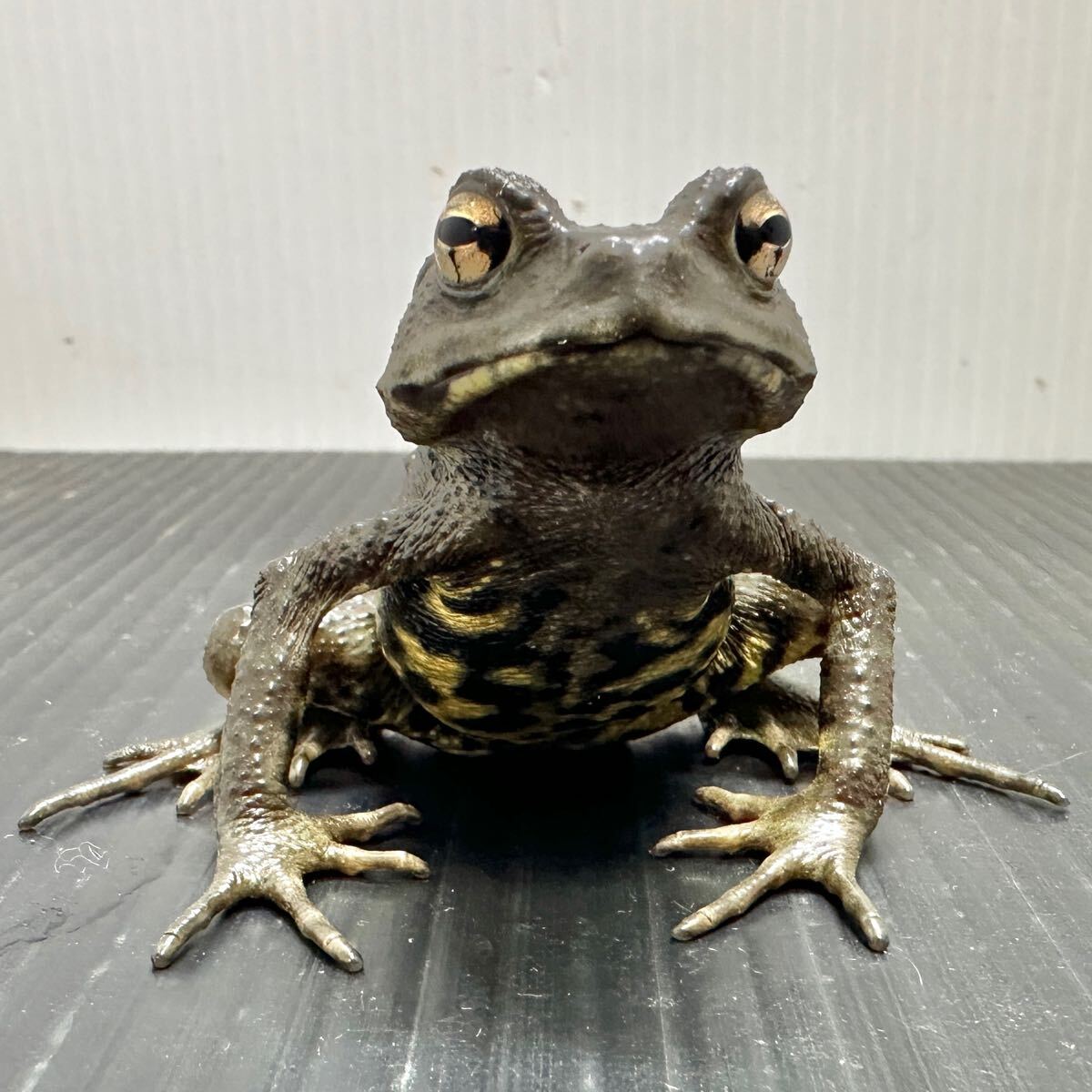 腹ブラック背中線あり】ナガレヒキガエル 6cm自家繁殖個体 検