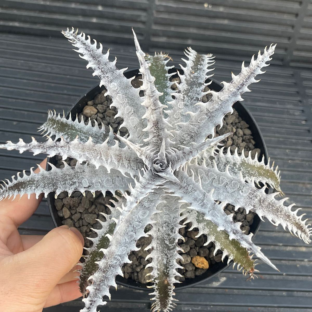 Dyckia-Bangkok Star × Bill Bakertiki urban kok Star × Bill Baker 