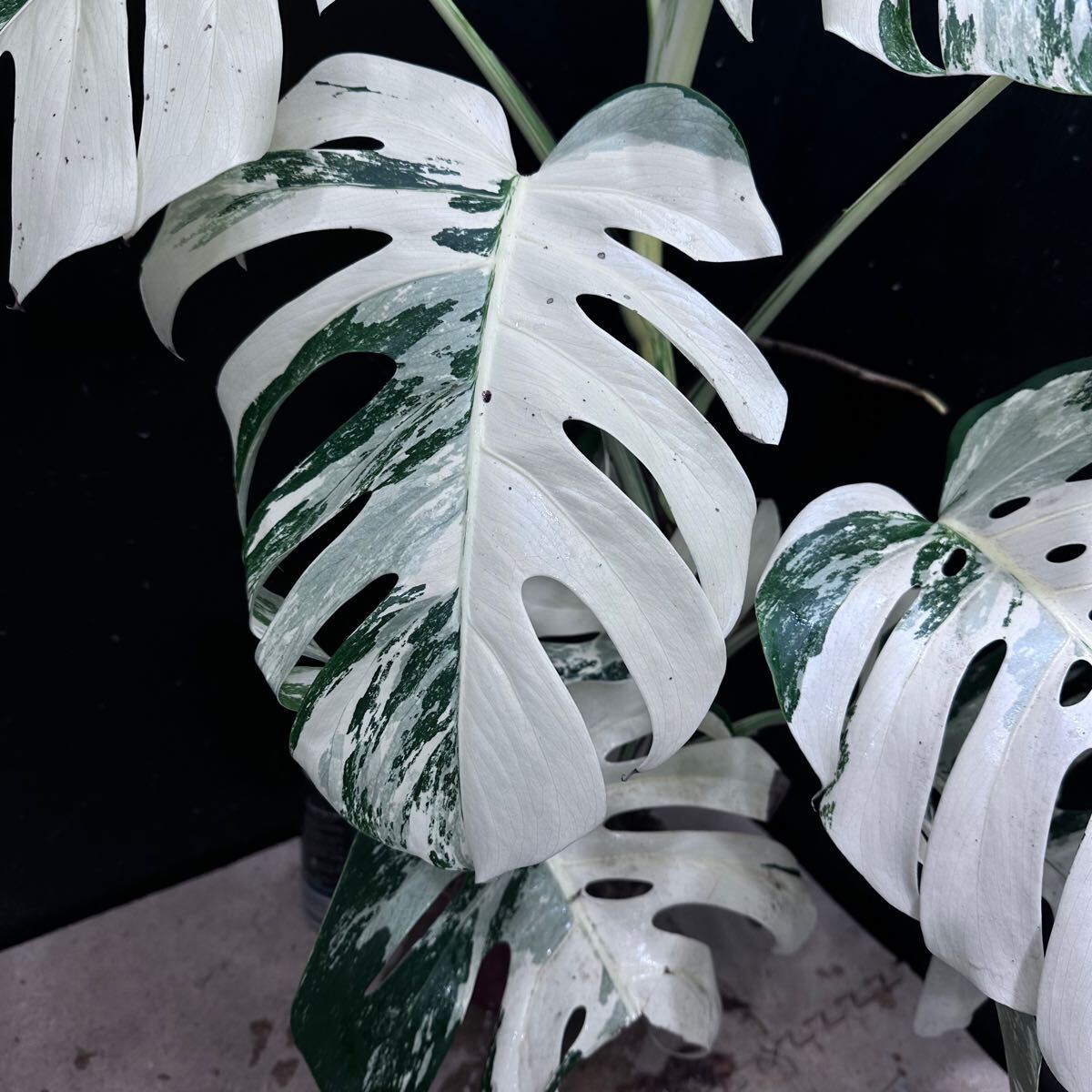  super top class super rare ultimate . entering monstera borusi gear na white Tiger 1 pot Varigated Monstera Borsigana ①