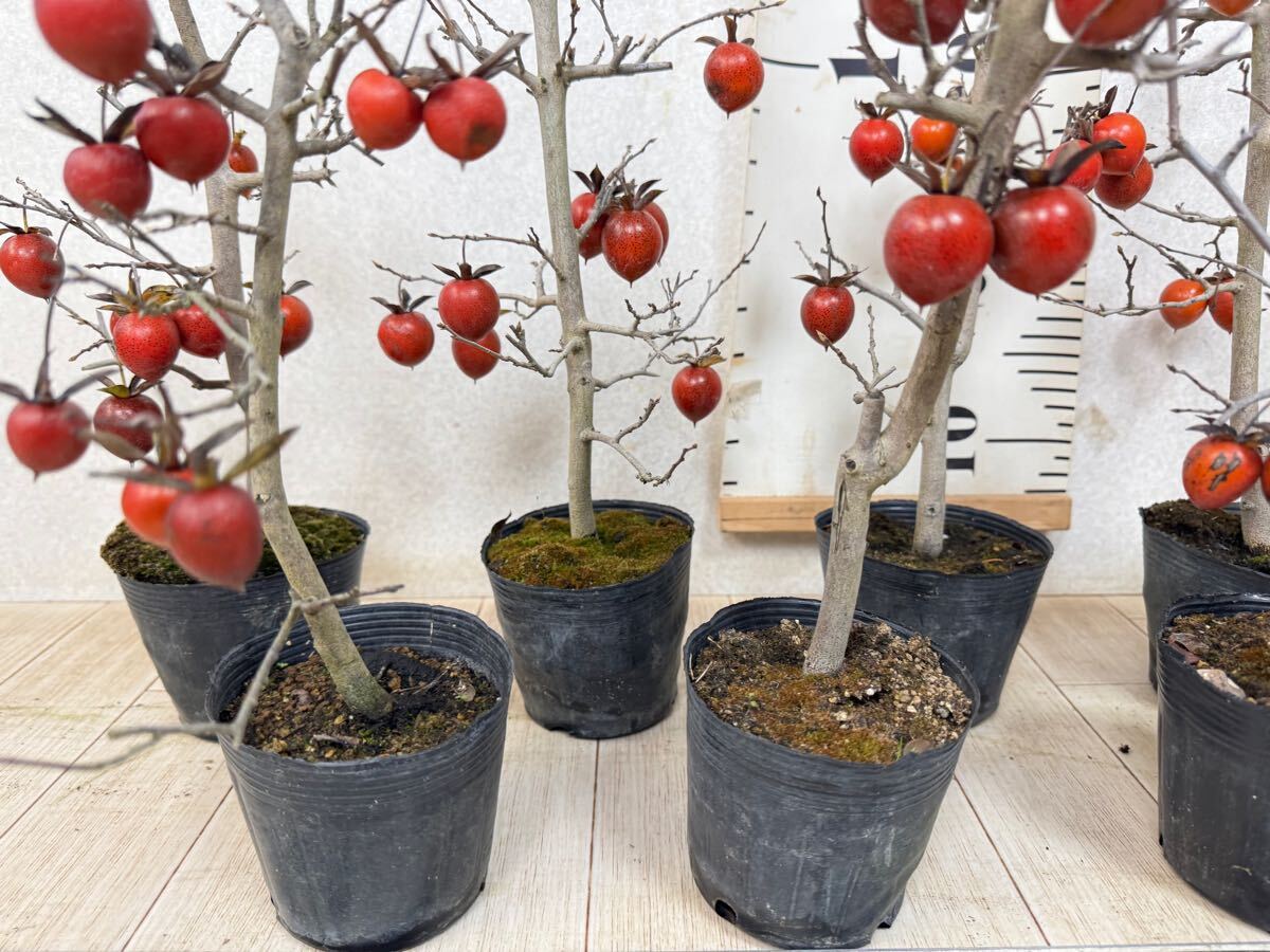 ロウヤガキ（老爺柿）赤実 3.5号 8鉢 現品 送料無料】｜Yahoo!フリマ