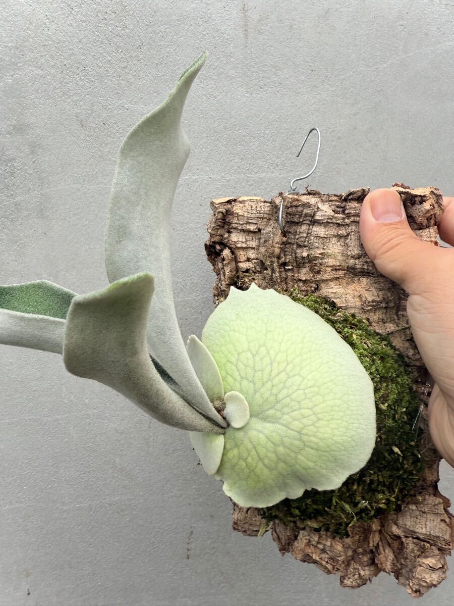 誠実】 veitchii P. | plants vandaka ビカクシダ wild 子株を 誠実】 veitchii P. | plants vandaka ビカクシダ wild 子株を