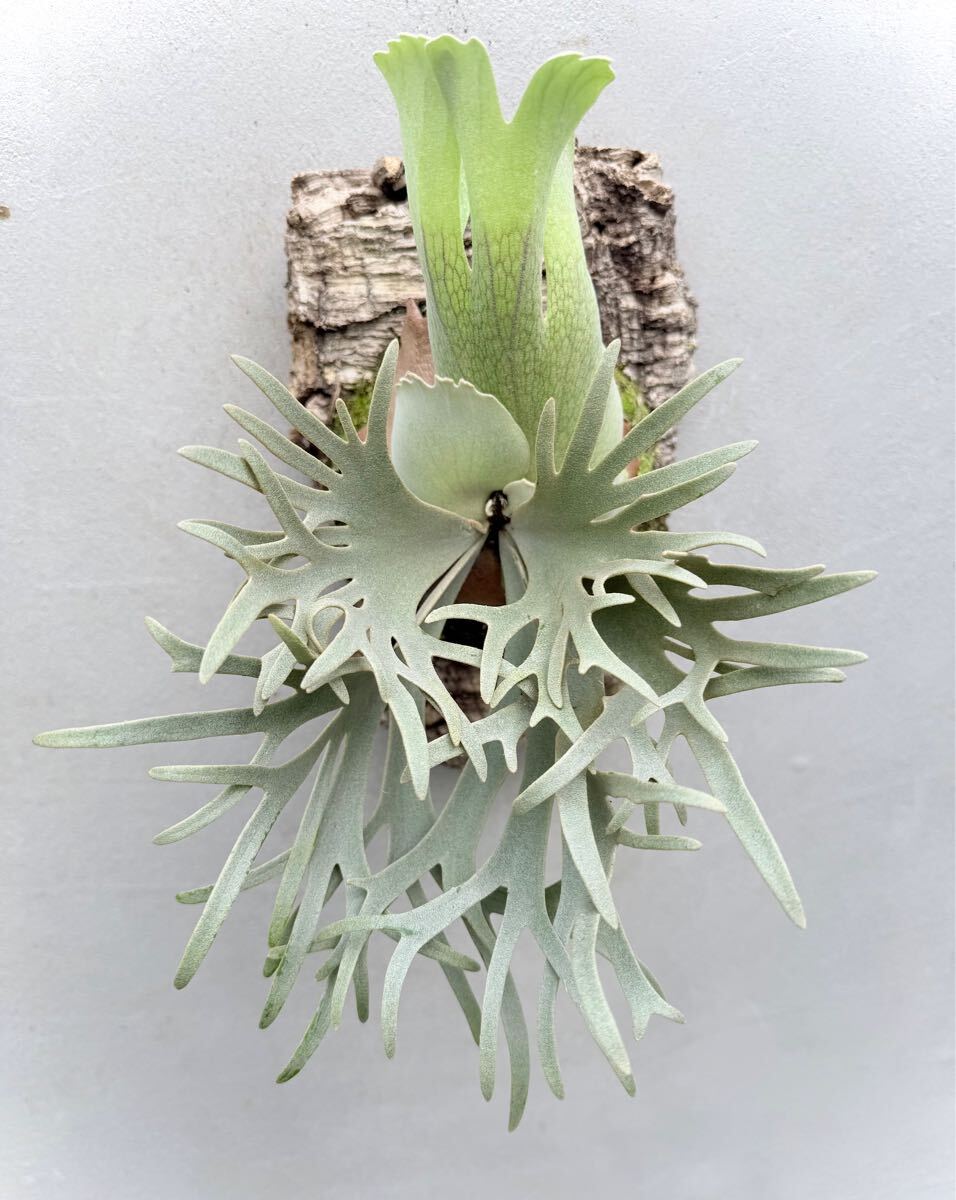 P. willinckii 'Yellow Moon' dwarf spore grown 【vandaka】ビカクシダ (ビカクシダ、コウモリラン)|売買されたオークション情報、Yahoo!オークション(旧ヤフオク!) の商品情報をアーカイブ公開 - オークファン(aucfan.com) P. willinckii 'Yellow Moon' dwarf spore grown 【vandaka】ビカクシダ (ビカクシダ、コウモリラン)|売買されたオークション情報、Yahoo!オークション(旧ヤフオク!) の商品情報をアーカイブ公開 - オークファン(aucfan.com)