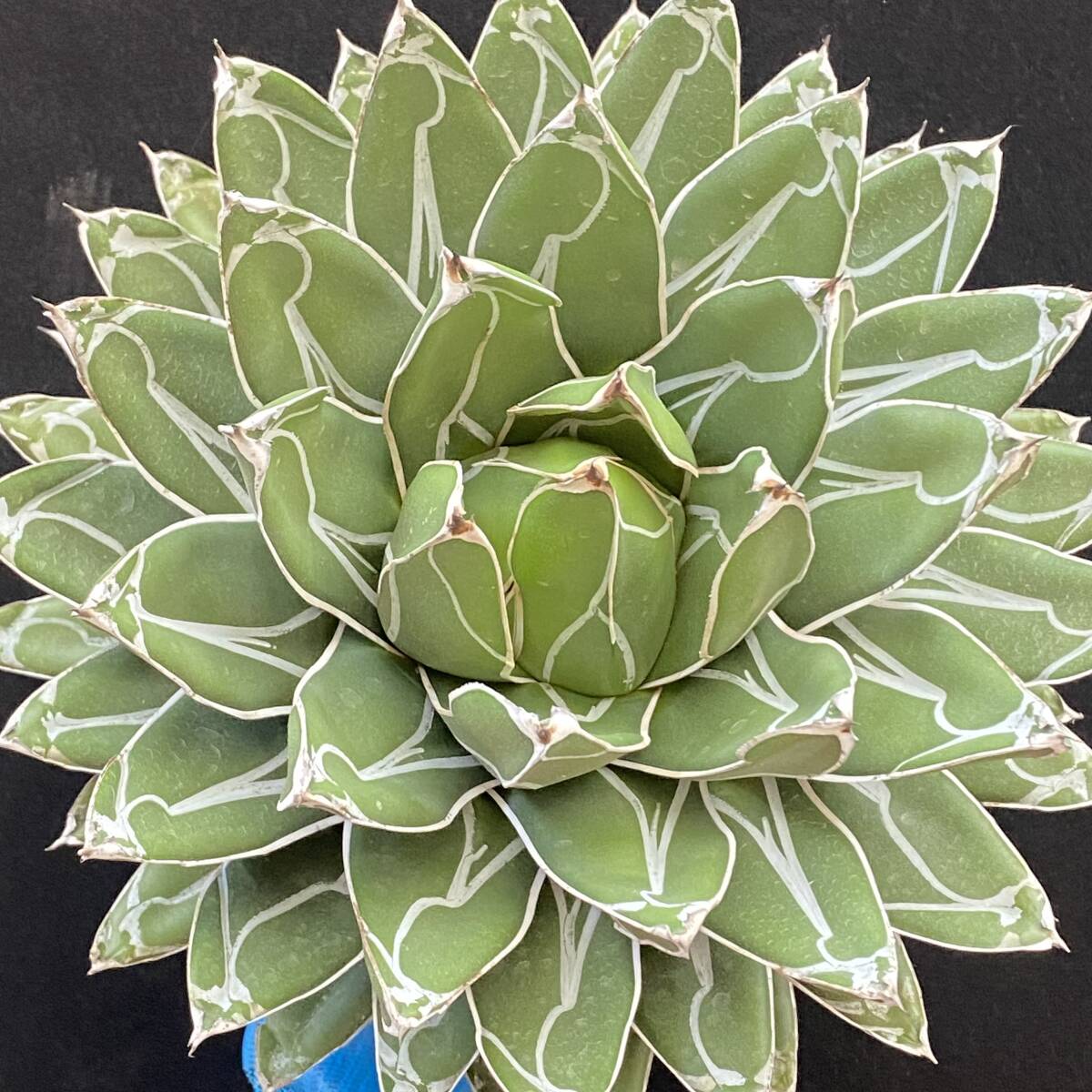 アガベ 丸い叶笹の雪 ダルマ笹の雪 特選抜極上大株 多肉植物（w