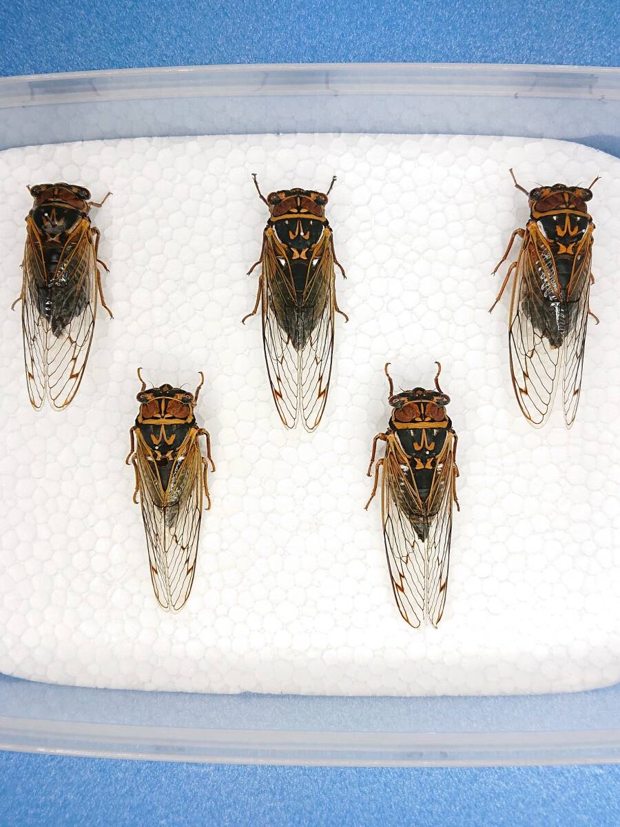 国産 昆虫 標本　エゾゼミ 3♂2♀ 5頭セット　セミ　蝉　昆虫　研究　コレクション