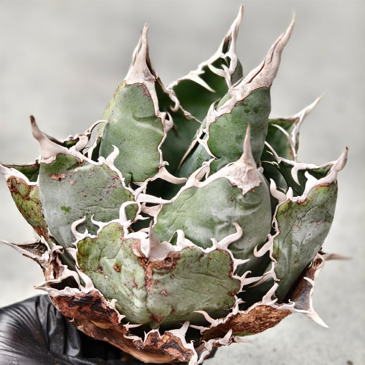 Yahoo!オークション - 235.アガベ チタノタ悪魔くん BAKEMONO/検