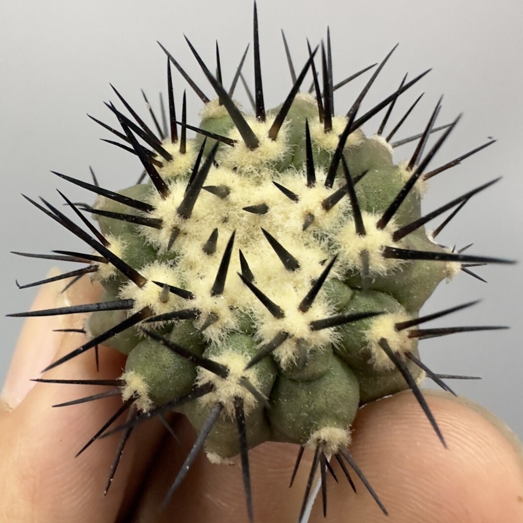 XX552 コピアポア　黒王丸　Copiapoa cinerea 強刺　エリオシケ 多肉植物 サボテン