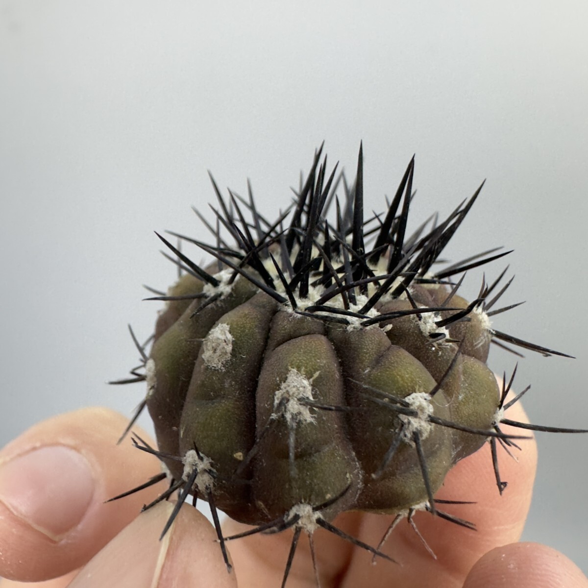Yahoo!オークション - XX835 コピアポア 黒王丸 Copiapoa Yahoo!オークション - XX835 コピアポア 黒王丸 Copiapoa