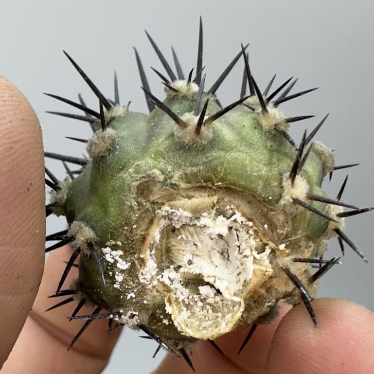 変わり黒王丸 copiapoa黒王丸 | STORES