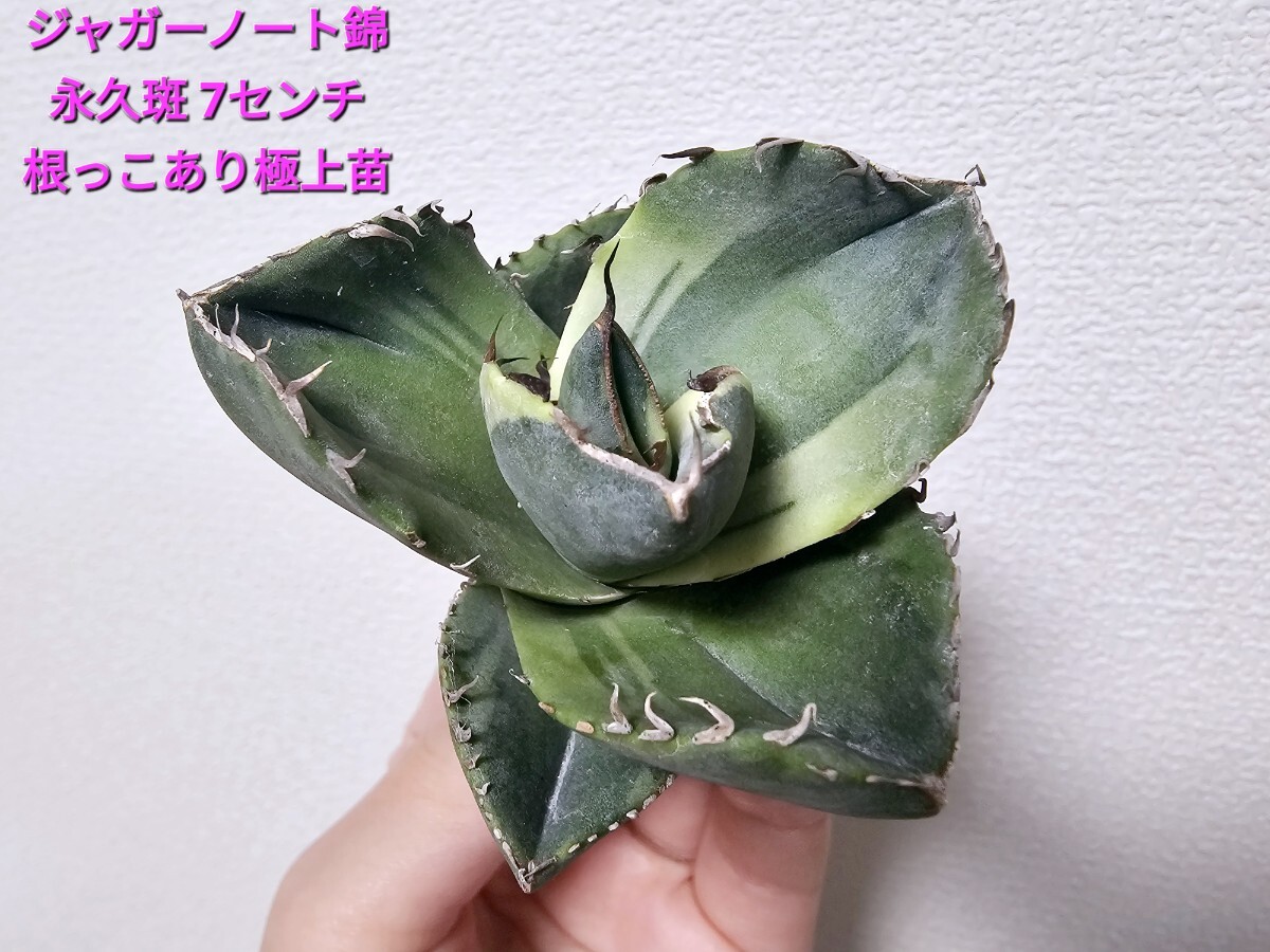 アガベ チタノタ ジャガーノート錦 覆輪斑 永久斑 純血錦 極上小株根っこあり