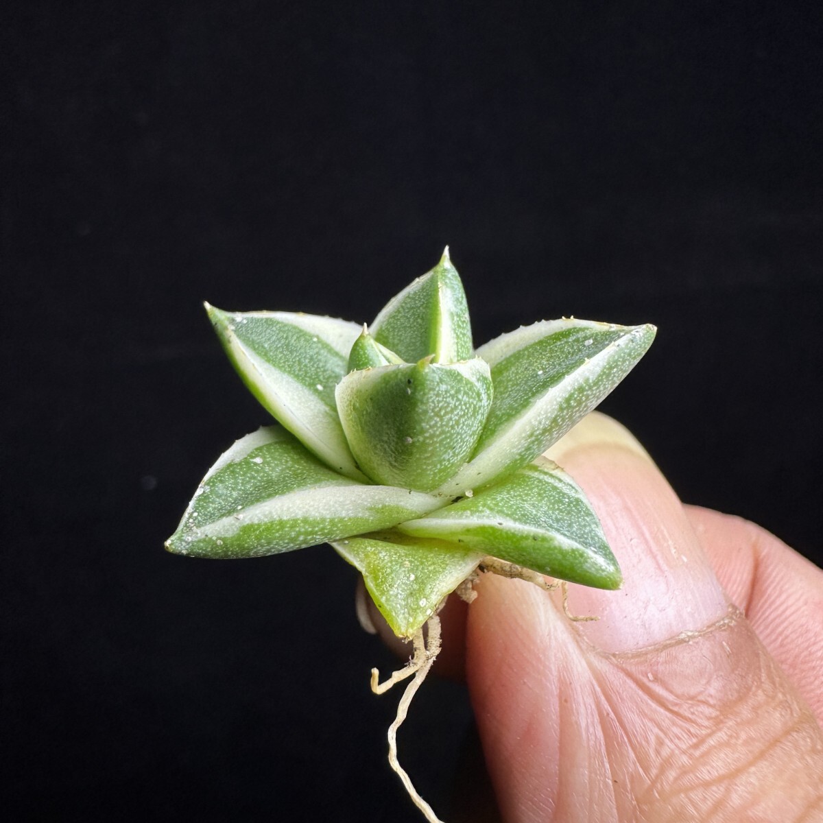 アガベピンキー 王妃笹の雪A型白覆輪 Agave filifera (Pinky)1円 アガベピンキー 王妃笹の雪A型白覆輪 Agave filifera (Pinky)1円