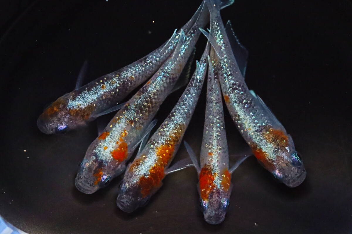 丸長メダカ C3【 プラネット　種親クラス 】5匹！ メス 2匹、オス 3匹！ めだか 現物出品！