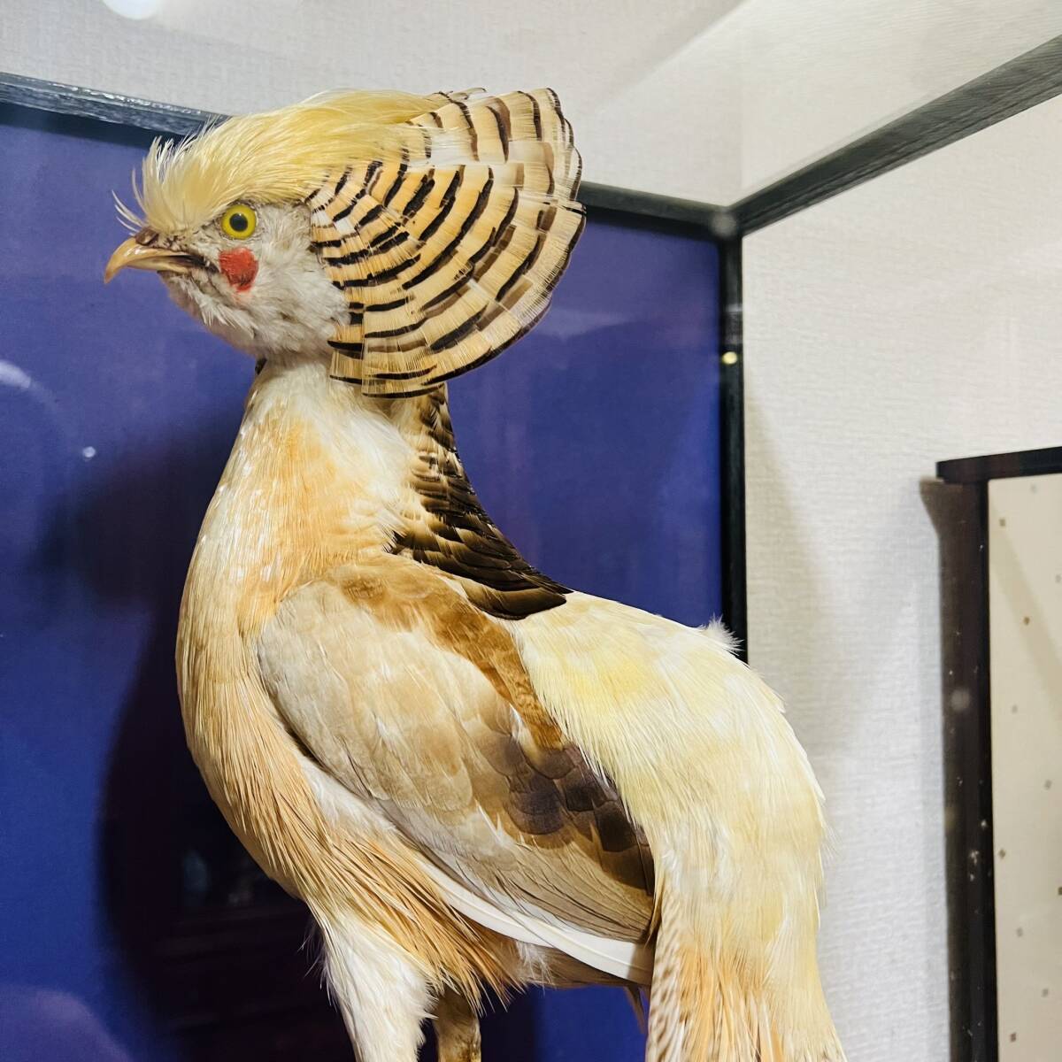 好評完売】尾長鳥 金鶏鳥 錦銀 剥製 希少です ◐ケースサイズ 高 好評完売】尾長鳥 金鶏鳥 錦銀 剥製 希少です ◐ケースサイズ 高