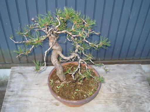 盆栽 赤松 樹高40cm