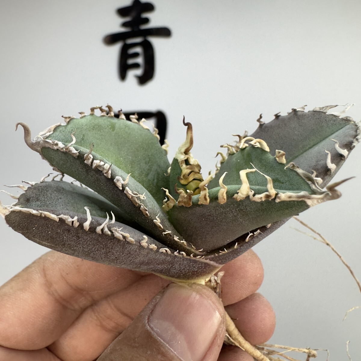 X1【星野園芸】特選 アガベ 多肉植物 チタノタ 金剛 King kong