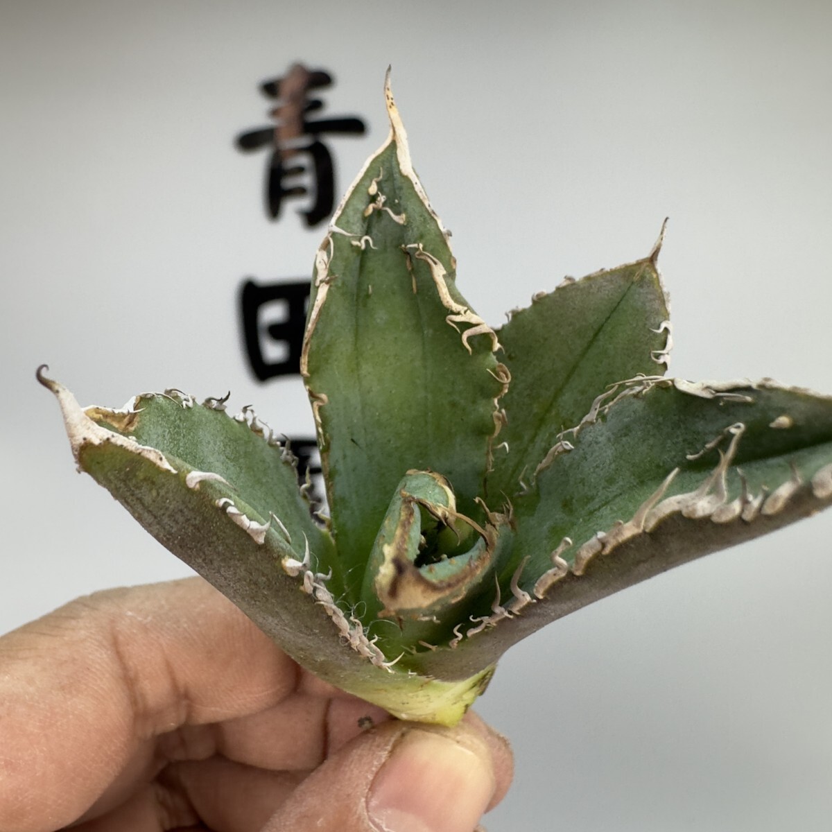 Yahoo!オークション - AD48 【青田園芸】特選 アガベ チタノタ Yahoo!オークション - AD48 【青田園芸】特選 アガベ チタノタ