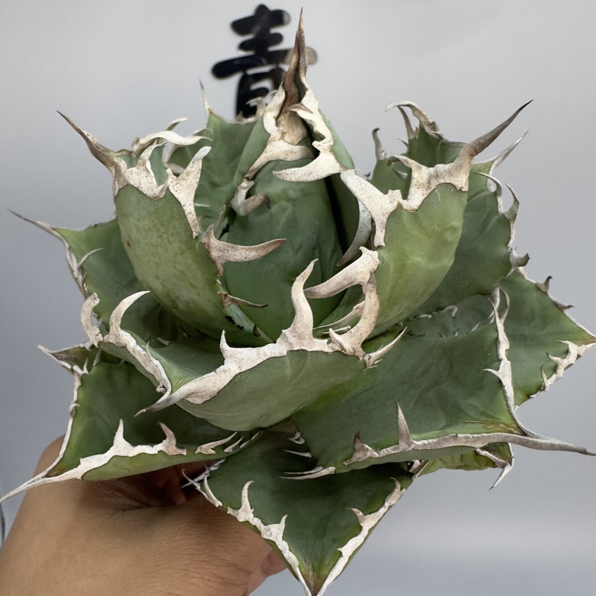 多肉植物 【特選】アガベ チタノタ厳竜南霸王強棘株C|アガベ 多肉植物 【特選】アガベ チタノタ厳竜南霸王強棘株C|アガベ