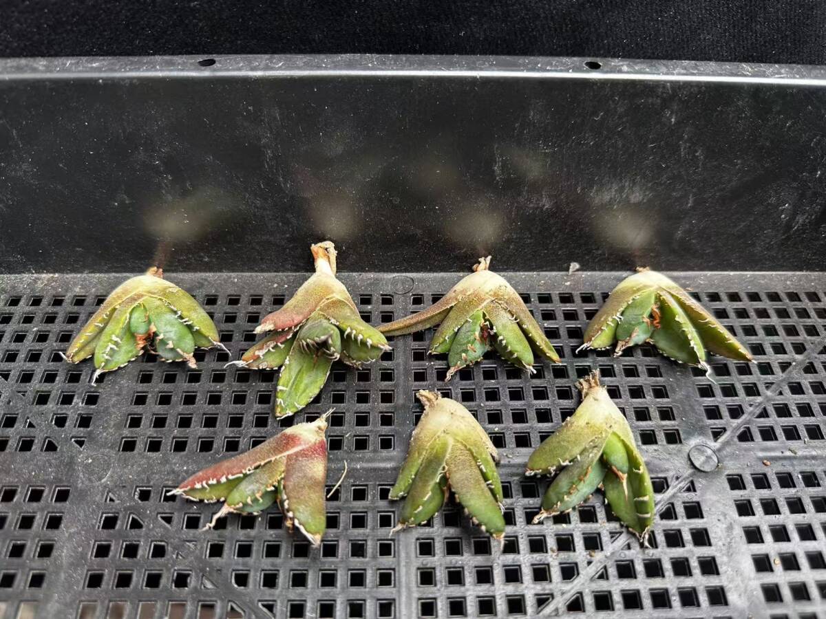 A28【瀧將plant】多肉植物アガベ チタノタ 魔丸 陽炎 超強棘 極上子株 8株