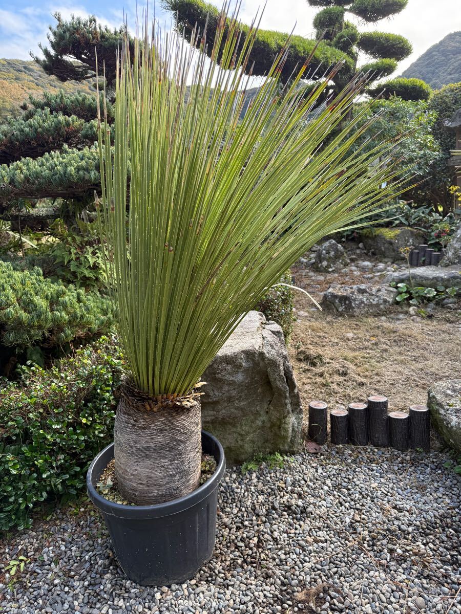 大型 太株 1m59cm 発根済 ダシリリオン ミキワネンシス Dasylirion miquihuanensisレア 希少種 耐寒性－15度 ロンギシマム 