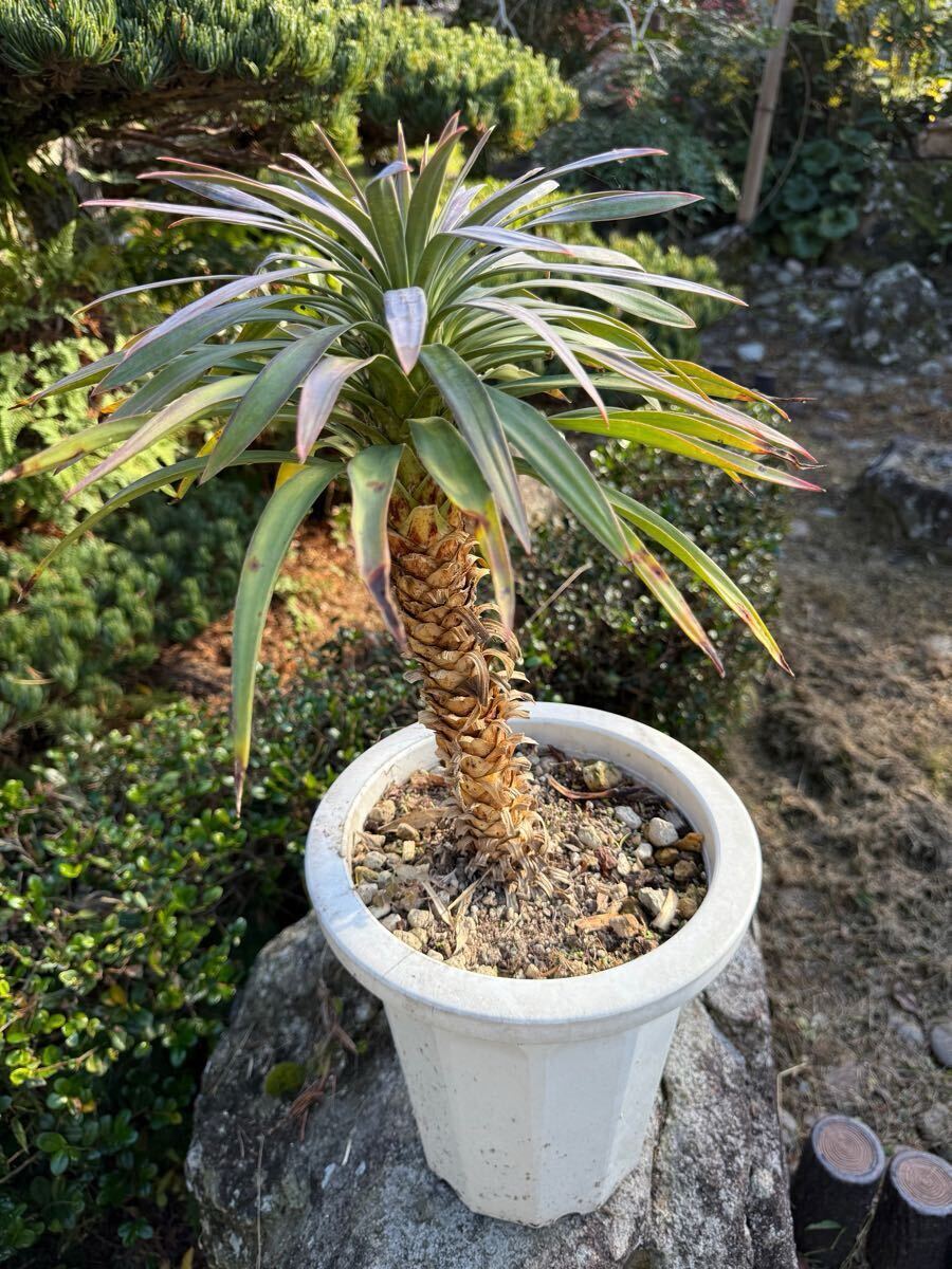 ユッカ デスメティアーナ その3 紅葉ユッカ Yucca desmetiana