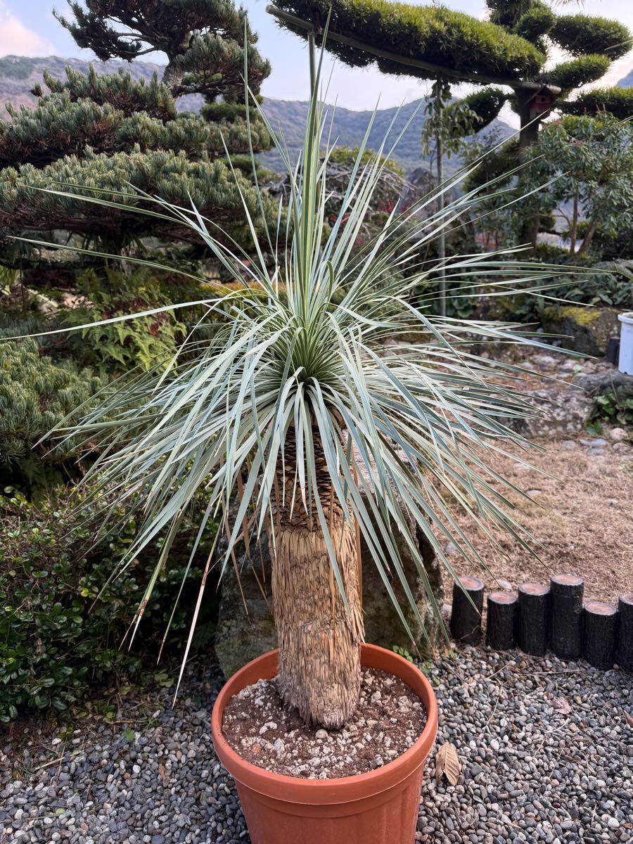 ユッカ リギダ Yucca rigida ブルーユッカ シルバーブルー耐寒性 ユッカ リギダ Yucca rigida ブルーユッカ シルバーブルー耐寒性