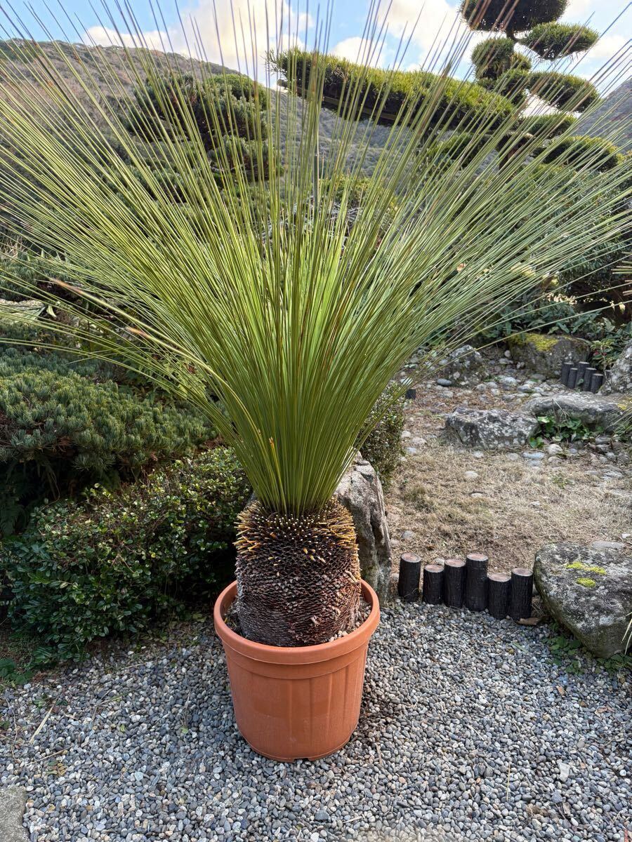 鉢植え発送 大型 1m71cm 極太 ダシリリオン ロンギシマム