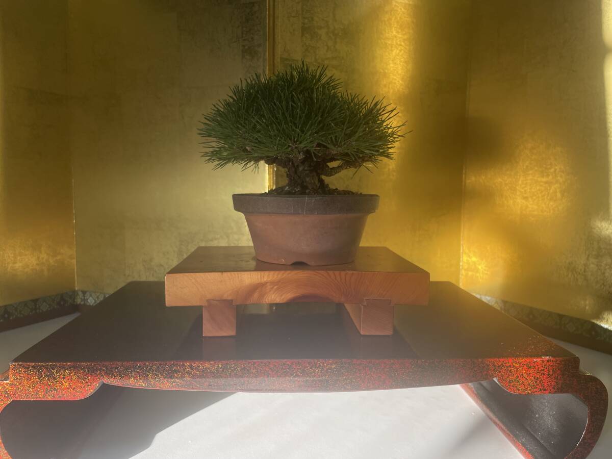 盆栽【寒グミ】 40年 梅 欅 楓 皐月 紅葉 真柏 黒松 - 盆栽 - 盆栽 盆栽【寒グミ】 40年 梅 欅 楓 皐月 紅葉 真柏 黒松 - 盆栽 - 盆栽