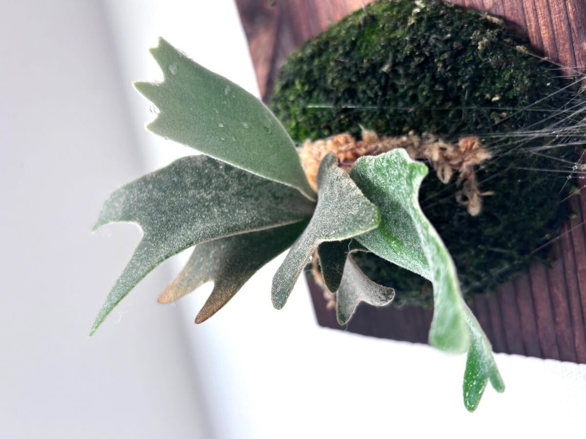 Yahoo!オークション - 【伊弉諾】P.willinckii Izanagi 脇芽 Yahoo!オークション - 【伊弉諾】P.willinckii Izanagi 脇芽