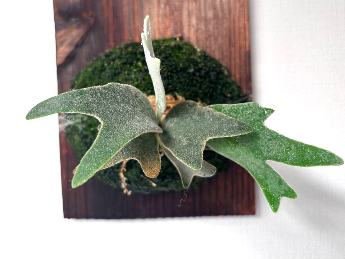 伊弉諾】P.willinckii Izanagi 脇芽 ビカクシダ コウモリラン 麋角羊歯 イザナギ 観葉植物 伊弉諾】P.willinckii Izanagi 脇芽 ビカクシダ コウモリラン 麋角羊歯 イザナギ 観葉植物