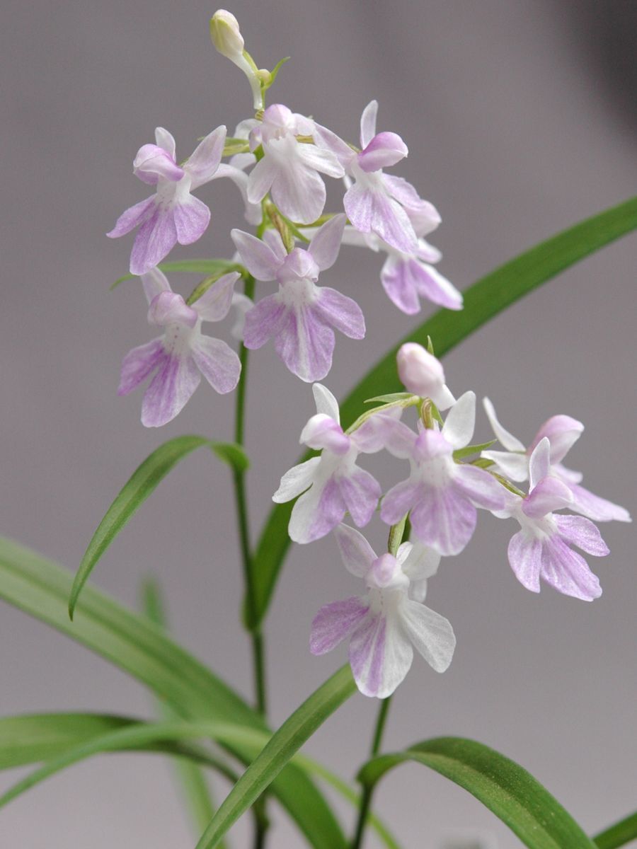 i0732-03銘花「霧山峰」の増殖品 （山野草 ウチョウラン イワチドリ 蘭 ラン 球根）(ラン)｜売買されたオークション情報、Yahoo!オークション(旧ヤフオク!)  の商品情報をアーカイブ公開 - オークファン（aucfan.com）