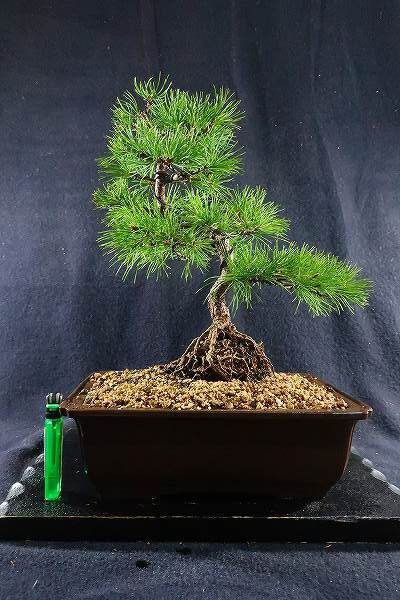 五葉松[模様木]貴風盆栽 五葉松盆栽 模様木 No.a6-9 | 五葉松 専門盆栽園 松風園(しょう