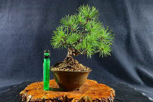 盆栽＜小品盆栽、赤石五葉松、模様木(根上り)樹高13，5cm＞棚出し