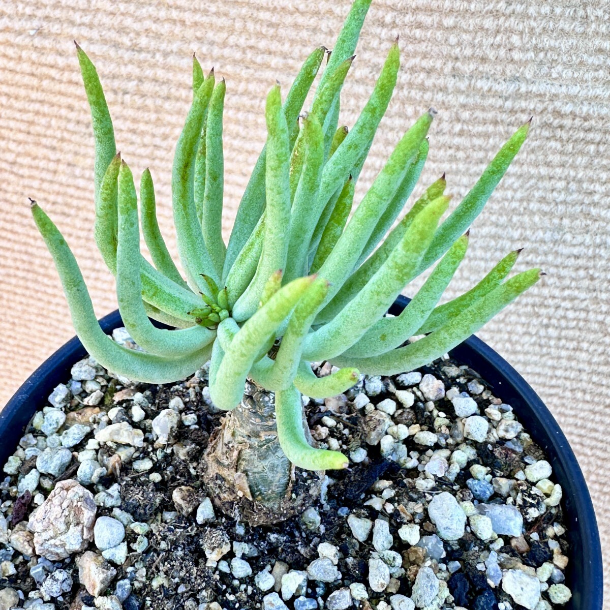 【Lj_plants】Q206 特選 塊根植物 チレコドン ペアルソニー ベアルート株 発根済み 冬型コーデックス 