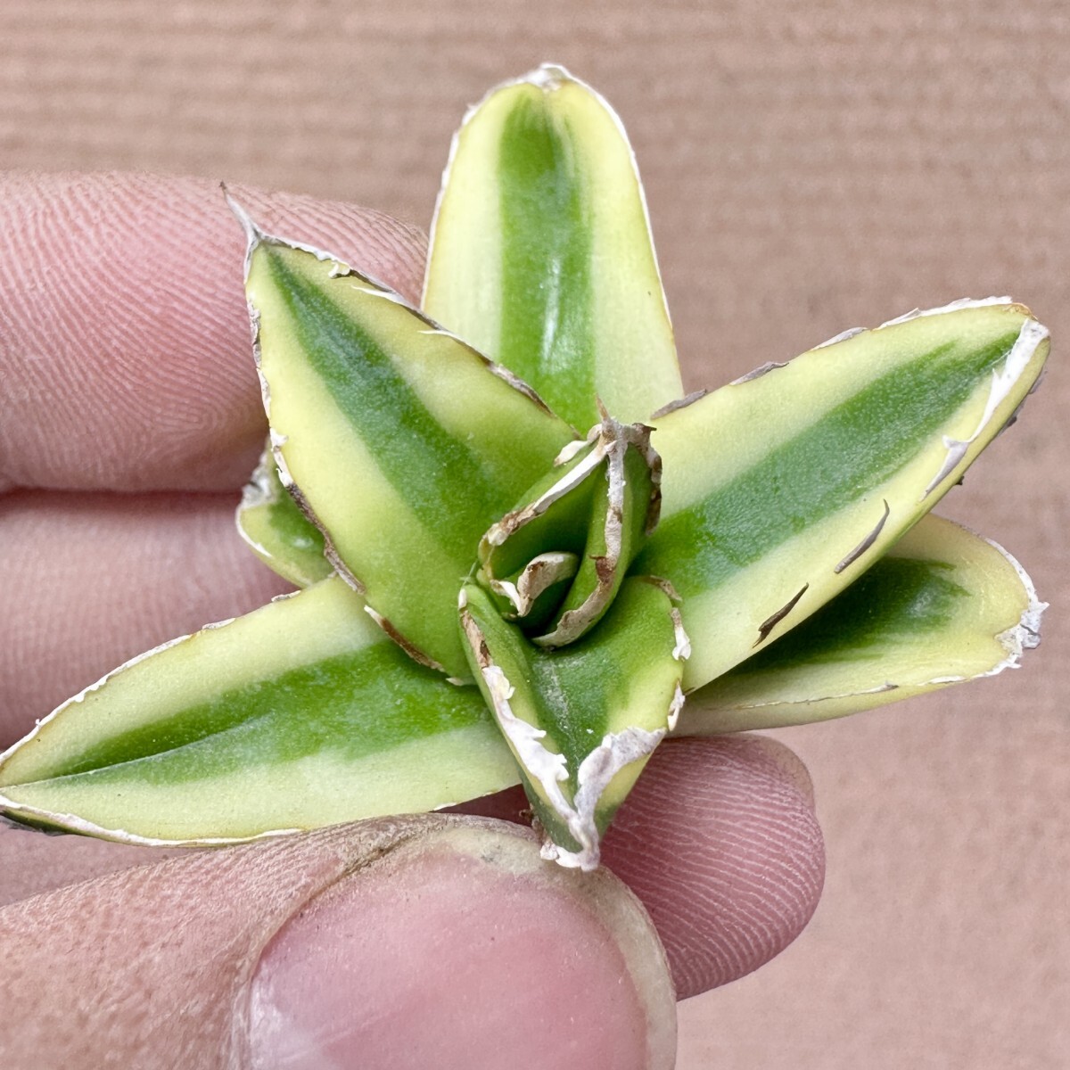 中株 短葉 太葉 アガベ 笹の雪 輝山 多肉植物 2 観葉植物 中株 短葉 太葉 アガベ 笹の雪 輝山 多肉植物 2 観葉植物