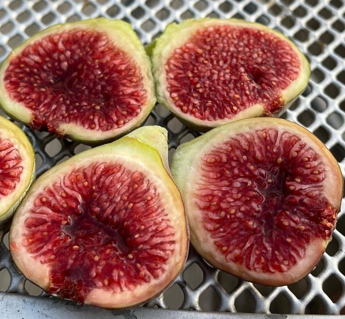 Maroc Gold苗 イチジク苗 いちじく苗 イチジク 苗木 ザ・キング