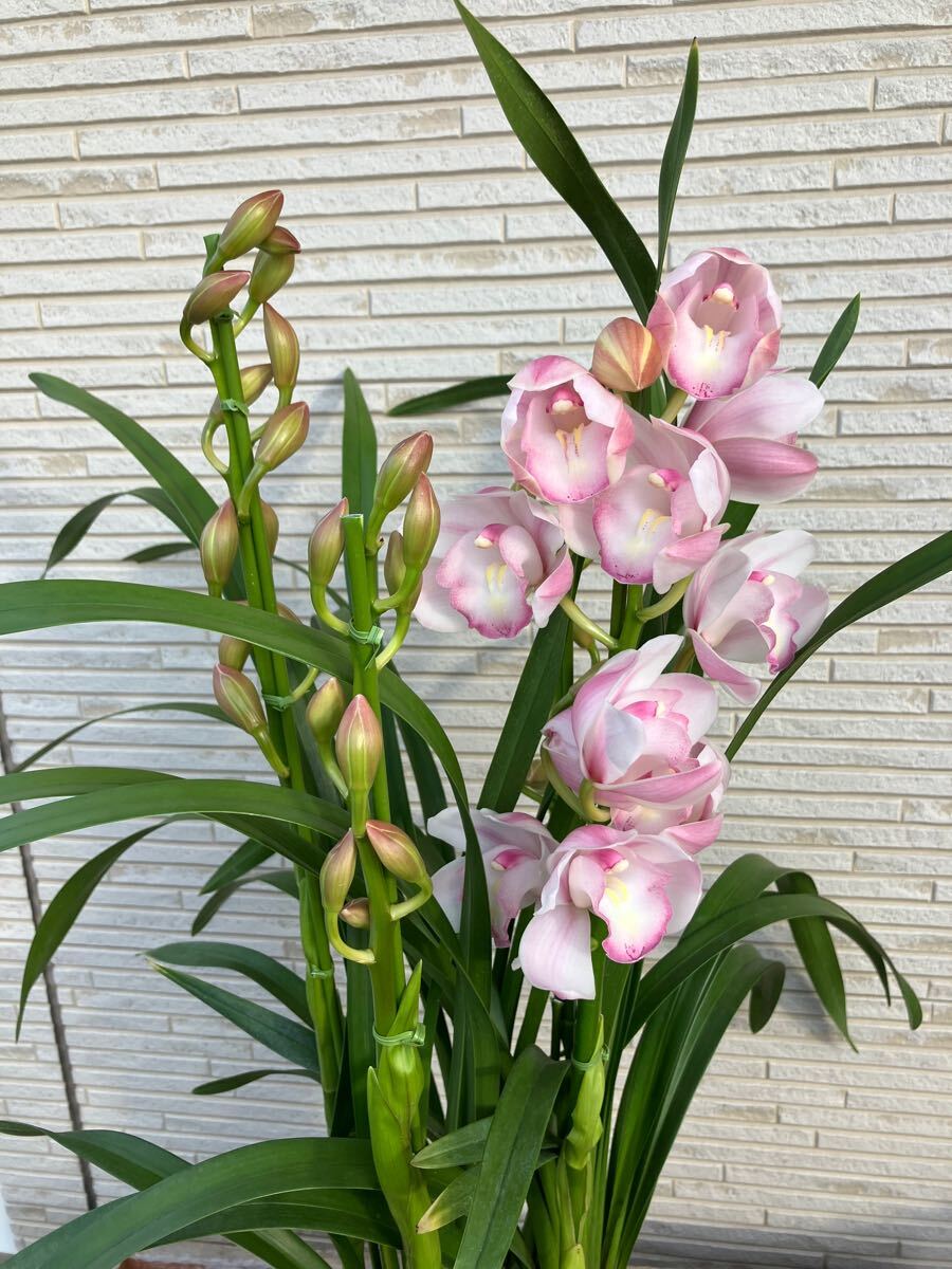 ★シンビジューム　愛子さま　４本立ち　豪華な80cmサイズ ①★
